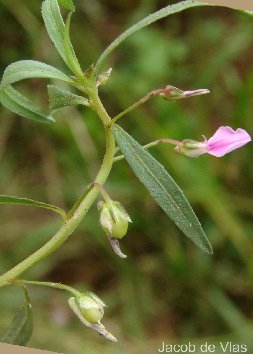 Pigea enneasperma (L.) P.I.Forst.